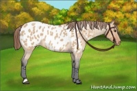 Horse Color:Bay Roan Dun Appaloosa 