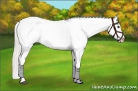 Horse Color:Silver Bay Dun Appaloosa 