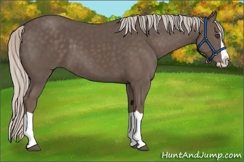 Horse Color:Silver Black Splash