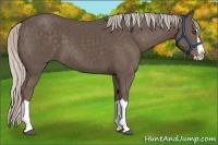 Horse Color:Silver Black Splash