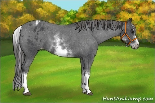 Horse Color:White Spotted Blue Roan Splash Frame Appaloosa