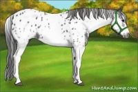 Horse Color:White Spotted Blue Roan Splash Frame Appaloosa