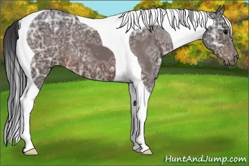 Horse Color:Brown Ice Roan Tobiano Varnish