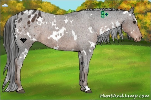 Horse Color:White Spotted Liver Chestnut Varnish
