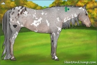 Horse Color:White Spotted Liver Chestnut Varnish