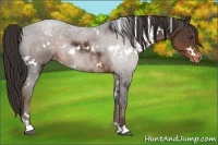 Horse Color:White Spotted Liver Chestnut Varnish 