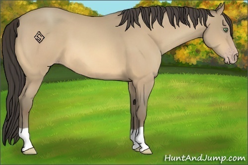 Horse Color:Amber Cream Champagne 