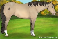 Horse Color:Amber Cream Champagne 
