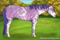 Horse Color:Watercolor Amber Champagne Sabino