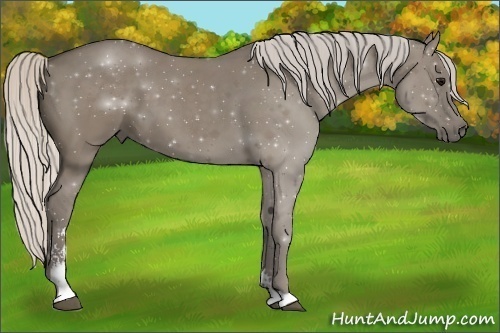 Horse Color:Silver Smoky Grullo Sabino 