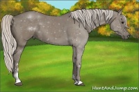 Horse Color:Silver Smoky Grullo Sabino
