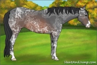 Horse Color:Brown Ice Sabino