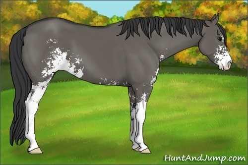 Horse Color:Grullo Sabino 