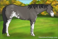 Horse Color:Grullo Sabino