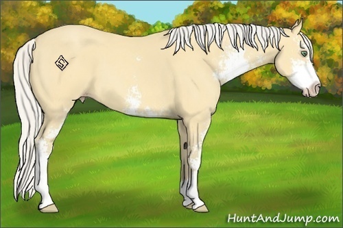Horse Color:Silver Amber Cream Champagne Sabino
