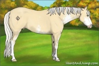 Horse Color:Silver Amber Cream Champagne Sabino 