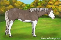 Horse Color:Silver Black Splash
