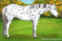 Horse Color:White Spotted Blue Roan Splash Frame Appaloosa 