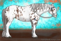 Horse Color:White Spotted Bay Splash Near Leopard 