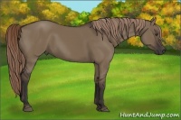 Horse Color:Liver Red Dun 