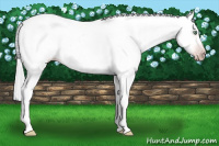 Horse Color:Gray Silver Amber Cream Champagne Roan Dun Splash Tobiano Frame Appaloosa Rabicano 