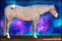Horse Color:Bay Sabino Appaloosa 