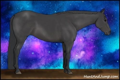 Horse Color:Black 