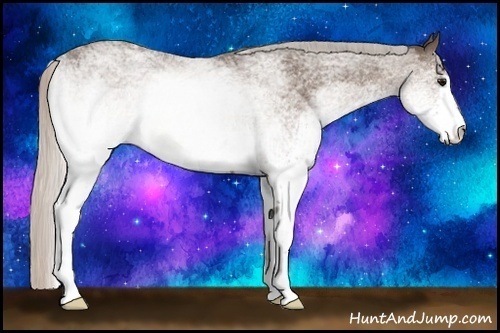 Horse Color:White Spotted Silver Black Rabicano