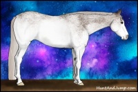 Horse Color:White Spotted Silver Black Rabicano 