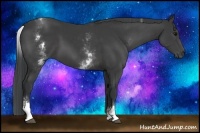 Horse Color:White Spotted Black Sabino