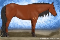 Horse Color:Bay 
