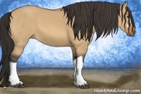 Horse Color:Buckskin Dun