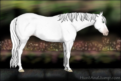 Horse Color:Unknown 