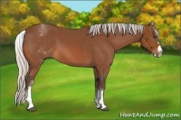 Horse Color:White Spotted Silver Bay Splash 