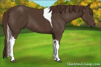Horse Color:Liver Chestnut Tobiano 