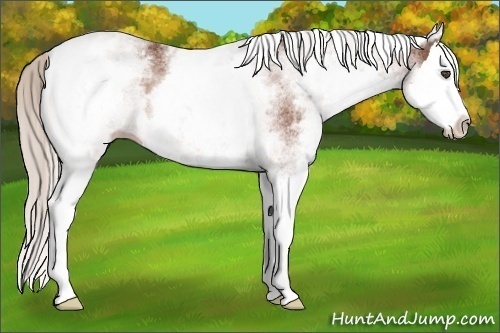 Horse Color:White Spotted Silver Bay Roan Splash 