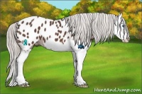 Horse Color:Silver Bay Roan Splash Appaloosa 