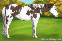 Horse Color:White Spotted Liver Chestnut Splash