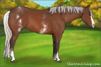 Horse Color:White Spotted Silver Bay Splash 