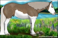 Horse Color:Chocolate Palomino Splash
