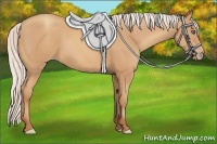 Horse Color:Silver Amber Champagne Frame 