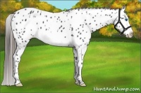 Horse Color:White Spotted Smoky Black Splash Frame Appaloosa 