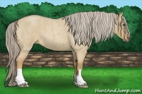 Horse Color:Palomino Roan Dun 