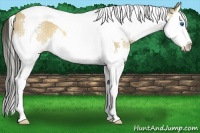 Horse Color:Buckskin Splash Tobiano 