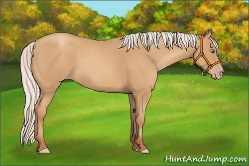 Horse Color:Silver Amber Champagne Frame