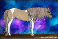 Horse Color:Chocolate Palomino Dun Tobiano Frame