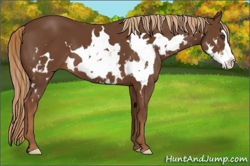 Horse Color:Chestnut Splash Frame