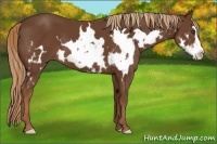 Horse Color:Chestnut Splash Frame