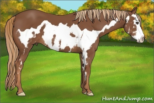 Horse Color:Chestnut Splash Frame