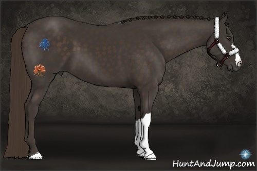 Horse Color:Liver Chestnut 